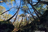 樹海モーニングツアー