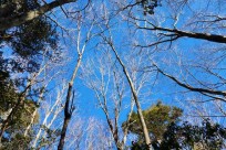 樹海モーニングツアー