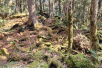 樹海モーニングツアー