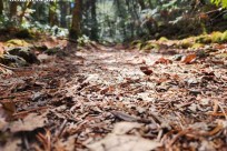 樹海モーニングツアー