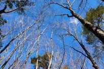 樹海モーニングツアー