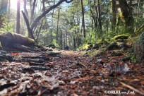 樹海モーニングツアー