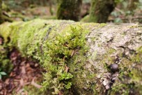 星のや富士様　樹海溶岩ハイキング