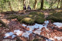 星のや富士様　樹海溶岩ハイキング