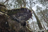 星のや富士様　樹海溶岩ハイキング