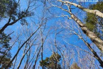 星のや富士様　樹海溶岩ハイキング