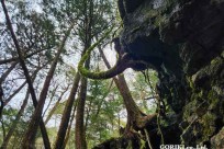 星のや富士様　樹海溶岩ハイキング