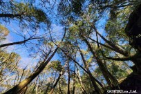 星のや富士様　樹海溶岩ハイキング