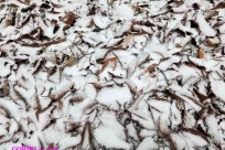 星のや富士様　樹海溶岩ハイキング