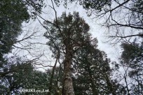 星のや富士様　樹海溶岩ハイキング