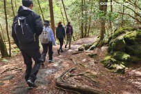 星のや富士様　樹海溶岩ハイキング