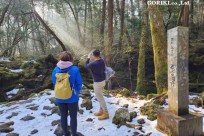 樹海モーニングツアー