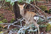 樹海モーニングツアー