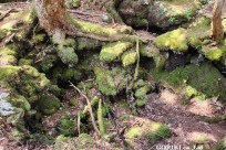 星のや富士様　樹海溶岩ハイキング
