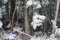 樹海モーニングツアー