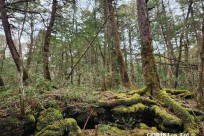 星のや富士様　樹海溶岩ハイキング