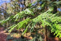樹海モーニングツアー