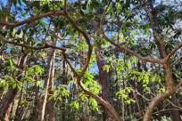 樹海モーニングツアー