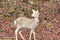 樹海モーニングツアー