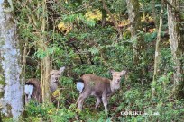 樹海モーニングツアー
