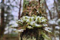 樹海モーニングツアー