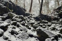 樹海モーニングツアー