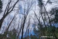 星のや富士様　樹海溶岩ハイキング