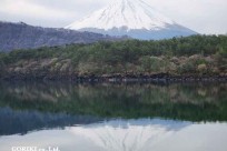 樹海モーニングツアー