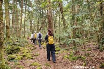 樹海モーニングツアー