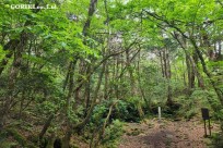 樹海モーニングツアー