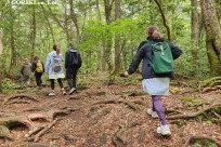 樹海モーニングツアー