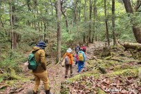 樹海モーニングツアー