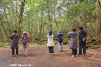 樹海モーニングツアー