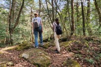 樹海モーニングツアー