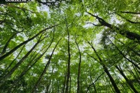 樹海モーニングツアー