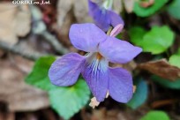 星のや富士様　樹海溶岩ハイキング