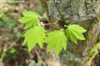 星のや富士様　樹海溶岩ハイキング