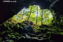 樹海モーニングツアー