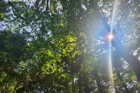 星のや富士様　樹海溶岩ハイキング