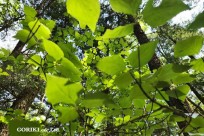 星のや富士様　樹海溶岩ハイキング