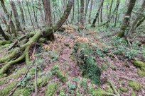 樹海モーニングツアー