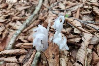 樹海モーニングツアー