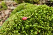 星のや富士様　樹海溶岩ハイキング