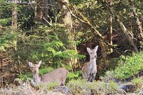 樹海モーニングツアー