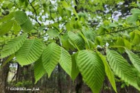 樹海モーニングツアー