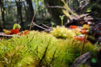 星のや富士様　樹海溶岩ハイキング