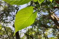 樹海モーニングツアー