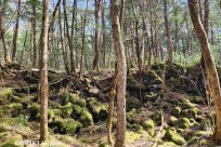 樹海モーニングツアー