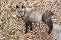 樹海モーニングツアー
