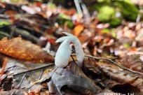 樹海モーニングツアー